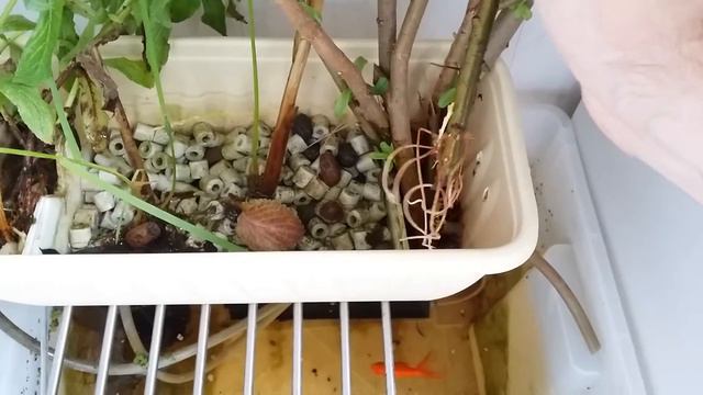 Фитофильтр продолжение. Золотые рыбки в холодной воде. смотреть онлайн