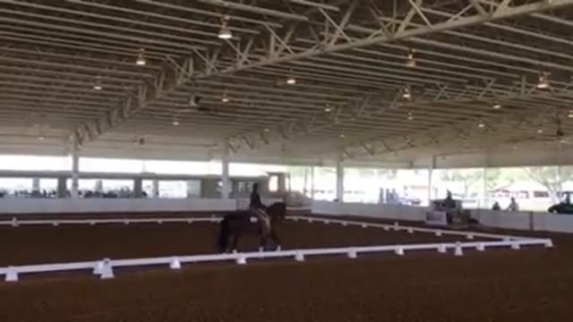 Cobra riding Western Dressage Level 4 Test 1 72% смотреть онлайн