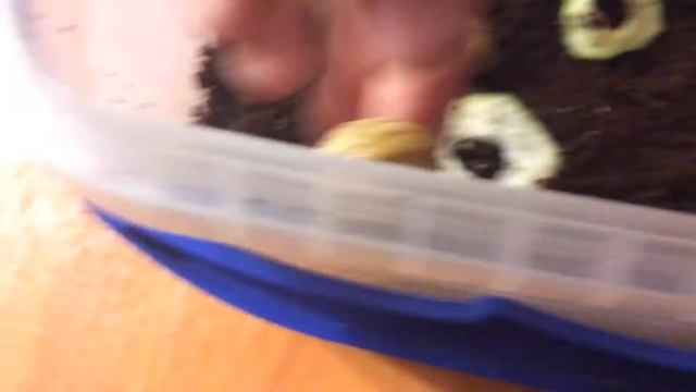 Кладка природников)