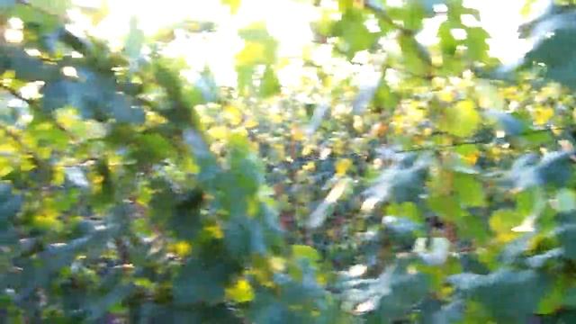 Виноград "Ландыш" смотреть онлайн