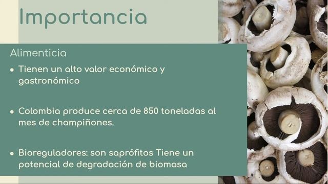 Agaricus Bisporus смотреть онлайн