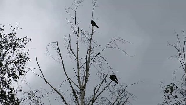 Ворона, сидящая на ветке берёзы, раскаркалась смотреть онлайн