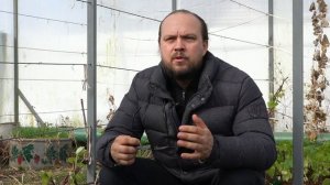 Как вырастить виноград в средней полосе России (часть 1)