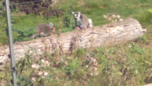 казанский зоопарк смотреть онлайн