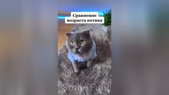 Смешные котики #90.mp4 смотреть онлайн