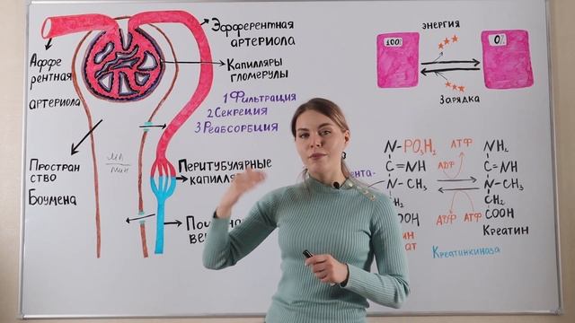 Что такое креатинин?