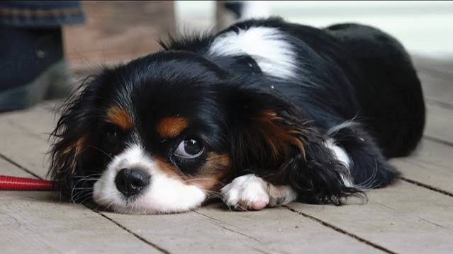 ДТ-177. Консультация с кавалер- кинг-чарльз-спаниелем смотреть онлайн