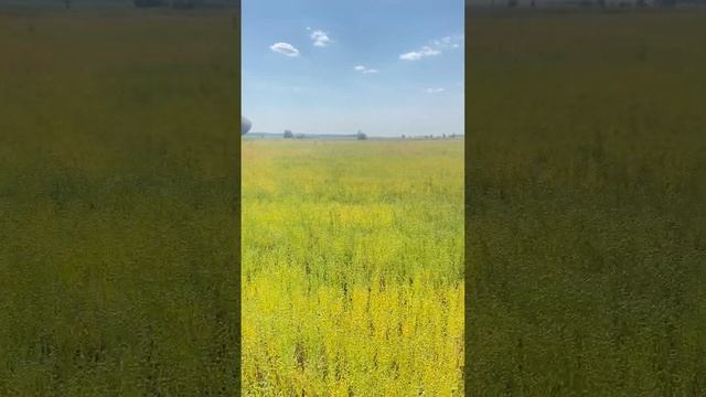 Выращивание льна без опыта?? АФ "Морозовская", Карасукский р-н. смотреть онлайн