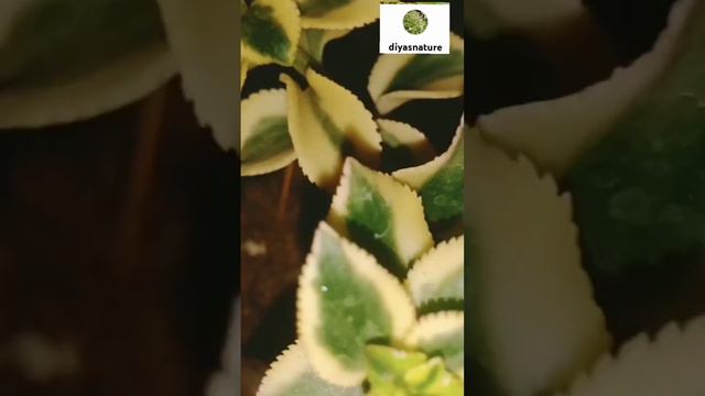 #crassula sarmentosa #variegated #trailing #jade #plant #beautiful #succulent #shortsfeed #viral #y смотреть онлайн
