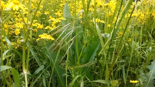 РОМАШКОВЫЙ ЛЕС ))))). ЖЕЛТЫЕ РОМАШКИ НА ЛУЖАЙКЕ. смотреть онлайн