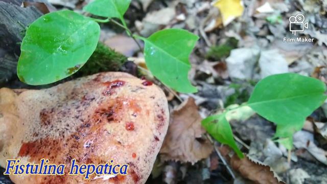 Gljive početkom septembra?️Mushrooms in early September смотреть онлайн