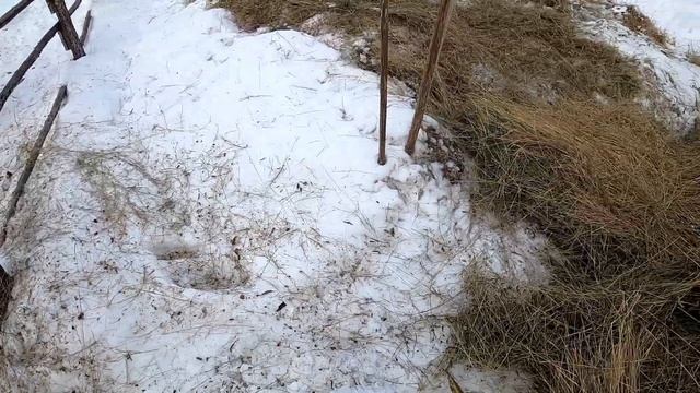 Уникальные северные лошади. Якутские лошади пережили холодную зиму. смотреть онлайн