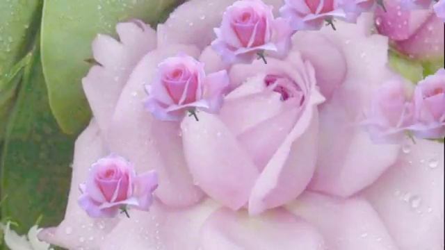 РОЗЫ ДЛЯ ТЕБЯ