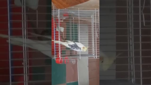 Попугай корелла поет.Помогите понять это мальчик или девочка??? смотреть онлайн