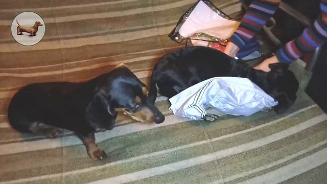 ? ? ? ^ ЧТО ЛУЧШЕ ОДНОЙ ТАКСЫ? ТОЛЬКО ТРИ ТАКСЫ! Одежда для собак! ТАКСА обежда 