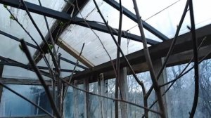 Подмерз киви , обзор теплицы на начало мая.
