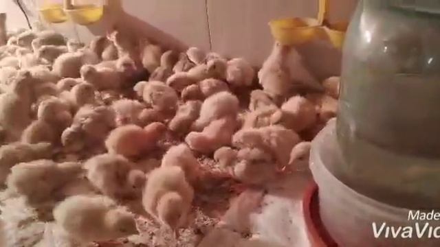 КОРМЛЕНИЕ И ОБОГРЕВ СУТОЧНЫХ ПЕРЕПЕЛОВ! смотреть онлайн