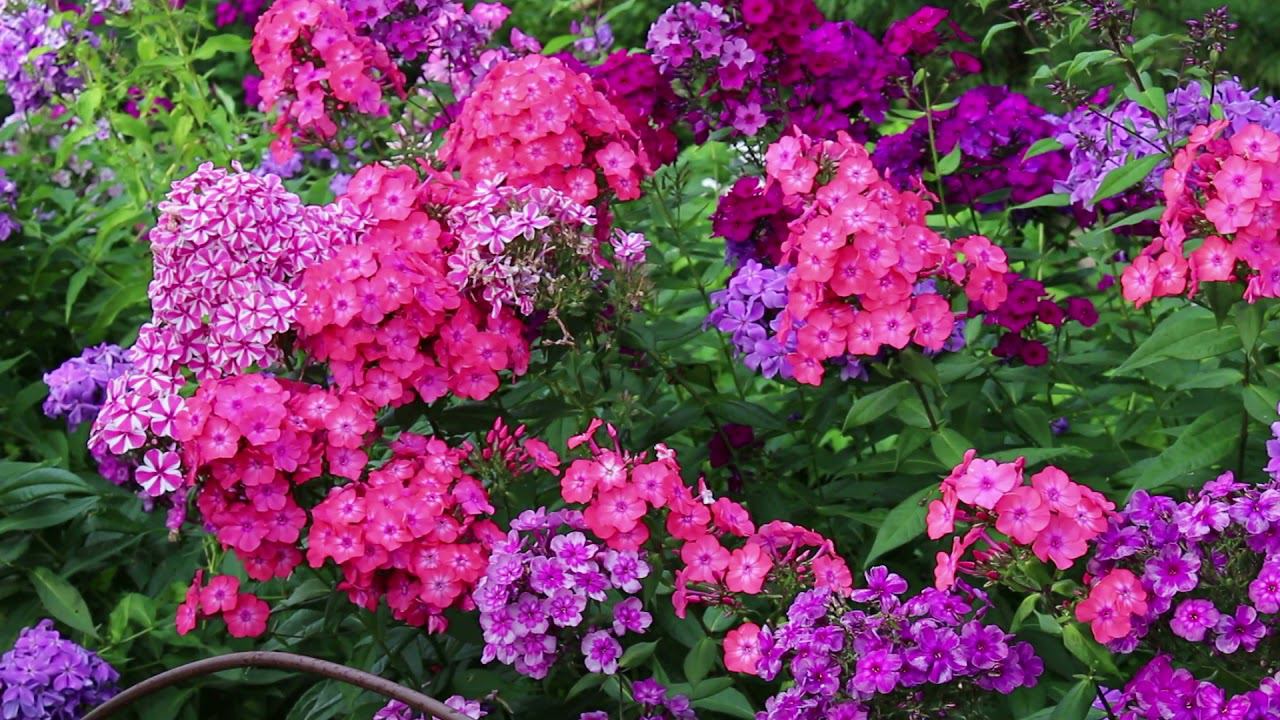 Флоксы Автограф, Евгения, Фиона смотреть онлайн