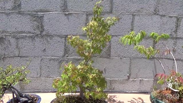 Arce Palmatum - Claves del éxito смотреть онлайн