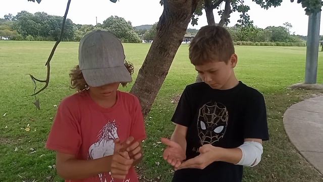Check out the bugs that looks like liquid metal! Hibiscus Harlequin Bugs. смотреть онлайн