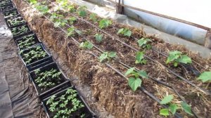 Выращивание огурца Бйорн, Ягуар и др. Месяц поле посева.