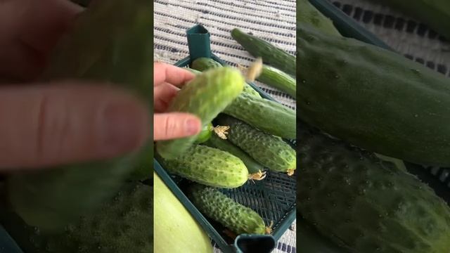 Урожай #respect #шортс #топ #обзор #garden #как #огород #растения#огурцы#урожай#shorts#дача#cute смотреть онлайн