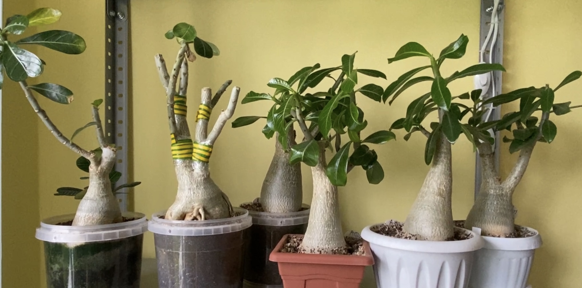 На носу у нас что? Бородавка? Нет лето! Адениумы переехали на лоджию. Кого выбросить? 31 мая 2024 г смотреть онлайн