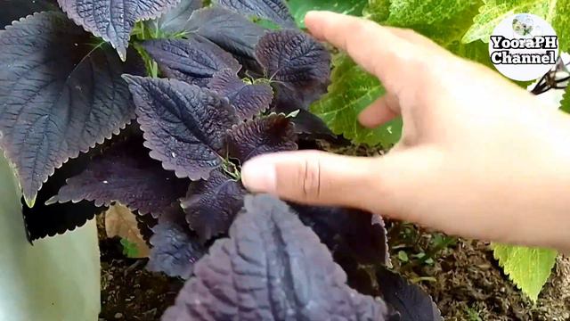 Black Prince Coleus Or Mayana Paano Ito Alagaan At Paramihin/Coleus Care Tips