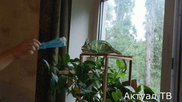 НЕОБЫЧНЫЕ ДОМАШНИЕ ПИТОМЦЫ смотреть онлайн