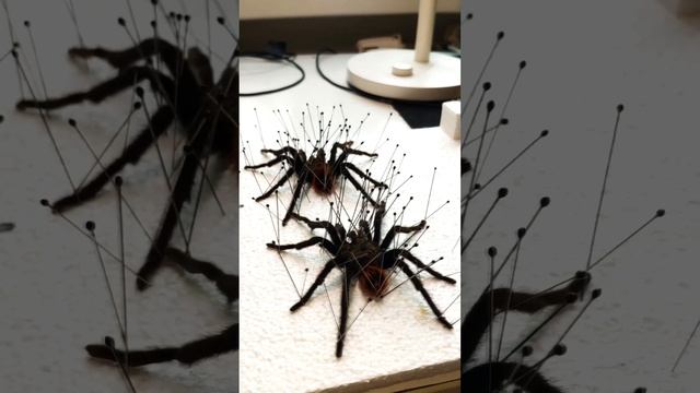 Пауки птицееды. Вторая жизнь после смерти смотреть онлайн