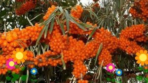 Облепиха крушиновидная Алтайская. Краткий обзор, описание характеристик, где купить саженцы