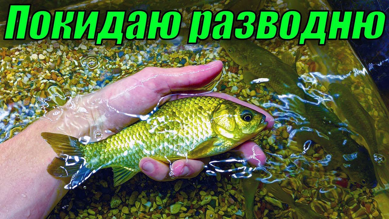 Полностью РАЗОБРАЛ рыборазводню! Рыбки уезжают из города! смотреть онлайн