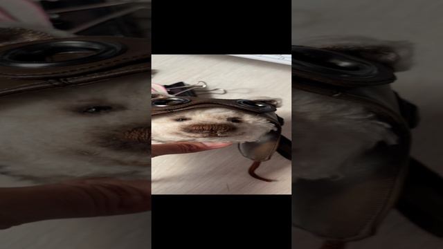 Летчик рождается! смотреть онлайн