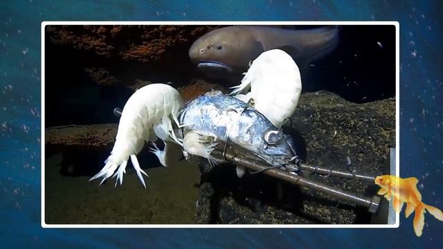 Why NO SCIENTIST Wants To Go Back Inside The Mariana Trench смотреть онлайн