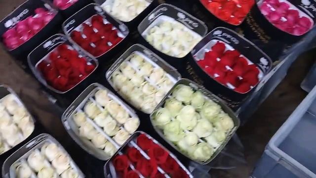 Плантация роз в Эквадоре с которой не стоит покупать розы смотреть онлайн