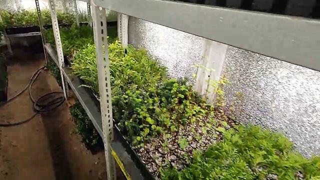 Зимнее черенкование хвойных или питомник растений с нуля смотреть онлайн