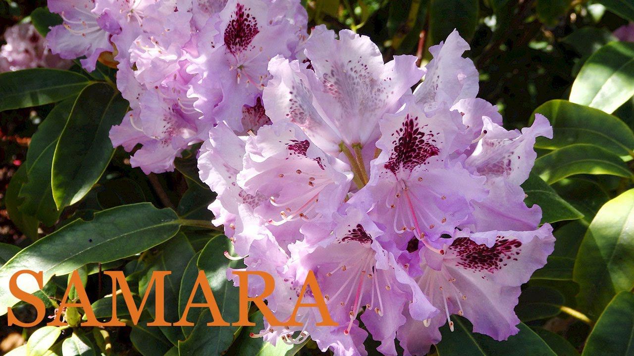 Музыка Сергея Чекалина на фоне майского цветения. Music By Sergey Chekalin. May Bloom. Garden.