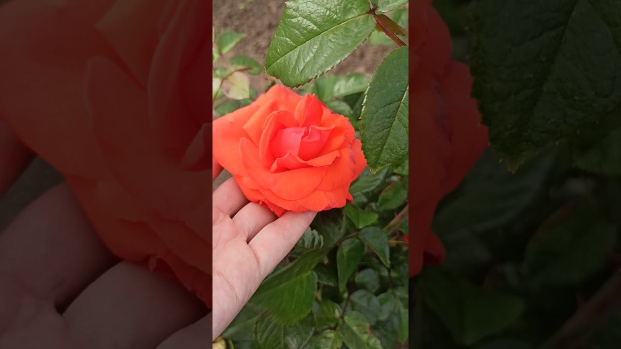 саженцы роз от rose-bushes.ru смотреть онлайн