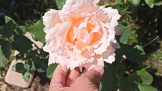 РОЗА НОБЕЛЕ ШАРДОНЕ