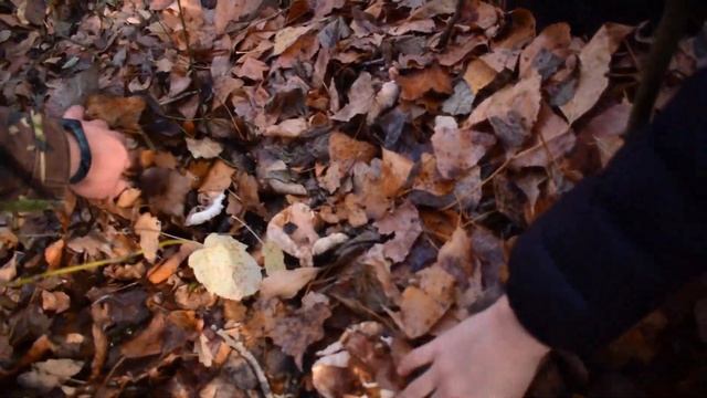 Сьедобный Гриб ПОДТОПОЛЬНИК