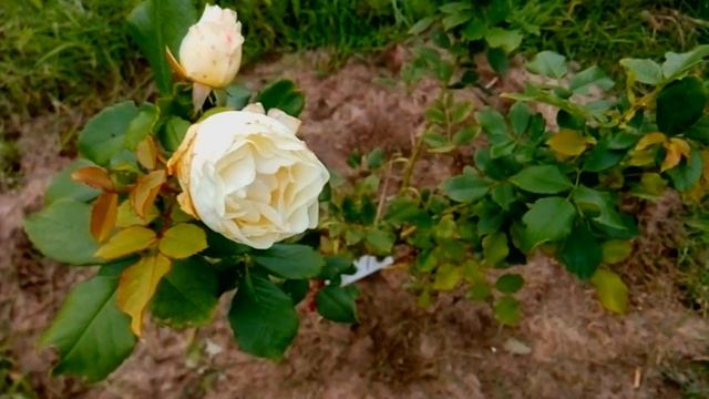 ВЛОГ. Меня ОБМАНУЛИ с розами /Опора для Смородины/Рокамболь/ смотреть онлайн