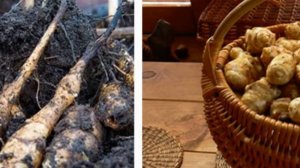 Как хранить топинамбур