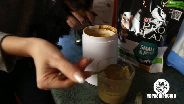 Как накормить щенка йорка из шприца / щенок йорка / купить щенка