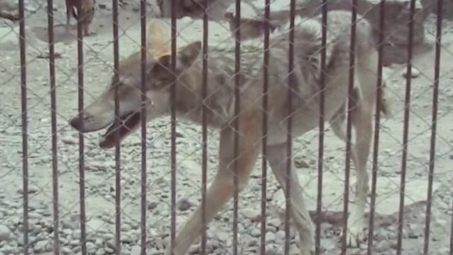 Алматинский зоопарк смотреть онлайн