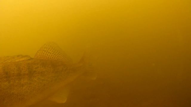 ПОДВОДНЫЕ СЪЁМКИ. Ищем трофейного СУДАКА с подводной камерой. смотреть онлайн