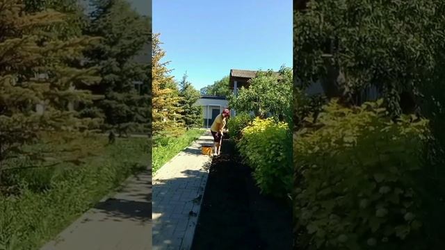Поэтапный посев газона. #ландшафтыйдизайн #посевгазона смотреть онлайн