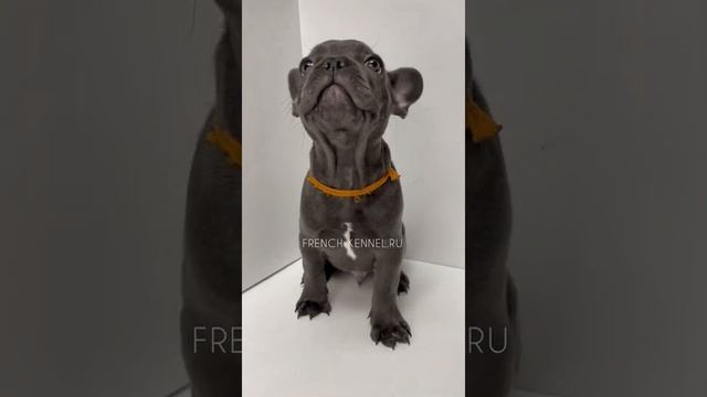 Ждут родителей ❤️ Щенки французского бульдога в продаже г.Москва смотреть онлайн