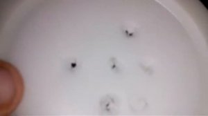 Разведения мух на корм пауку