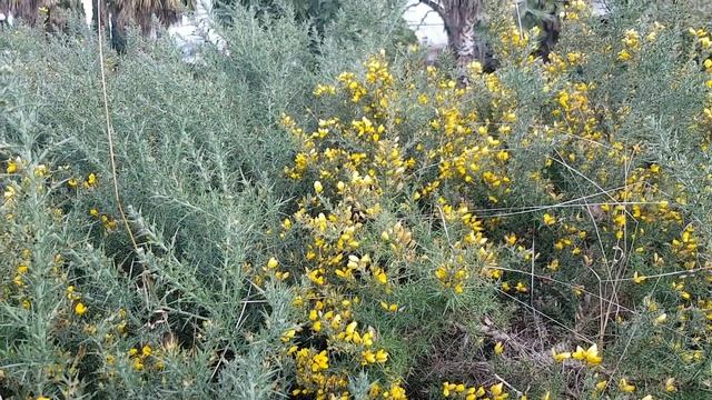 Утёсник европейский | Жизнь в Адлере смотреть онлайн