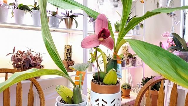 Орхидея Ликаста Lycaste смотреть онлайн